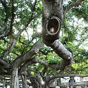 Banyan Tree - Downtown Lahaina